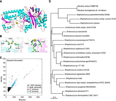 Structure and phylogeny of AdcA. (A) The three-dimensional structure of ...