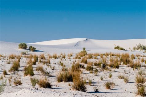 Centerfold: Chihuahuan Desert | The Public