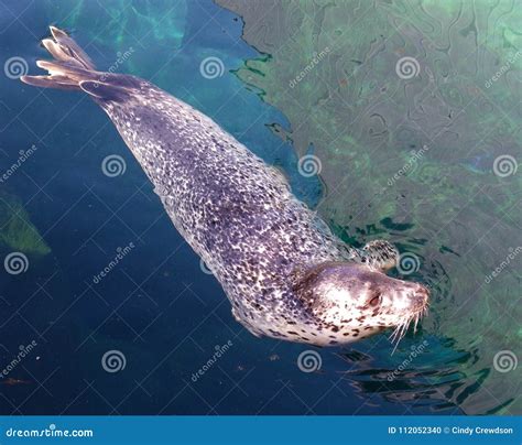 Baby Seal Swimming In The Harbor Stock Photo - Image of alaska ...