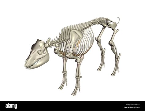 Pig Skeletal Anatomy