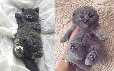 Stop Everything And Look At These 15 Chubby Kittens Right Meow! | Cuteness | Cute baby cats ...