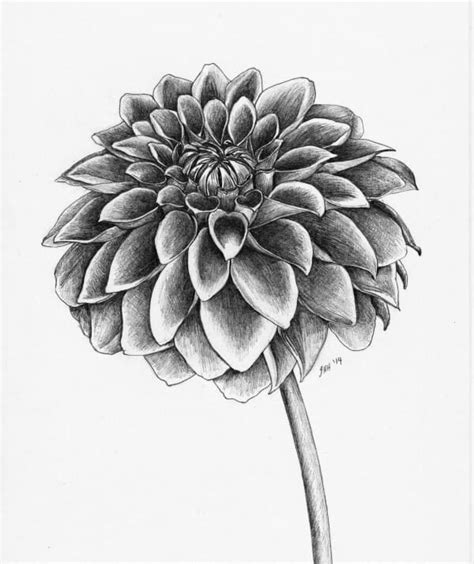 How To Draw a Flower? - 45 Easy Flower Drawings For Beginners