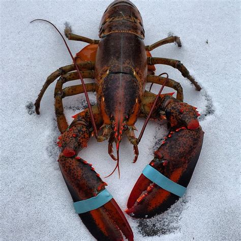 Maine Lobster | Lobster, Maine lobster, Animals