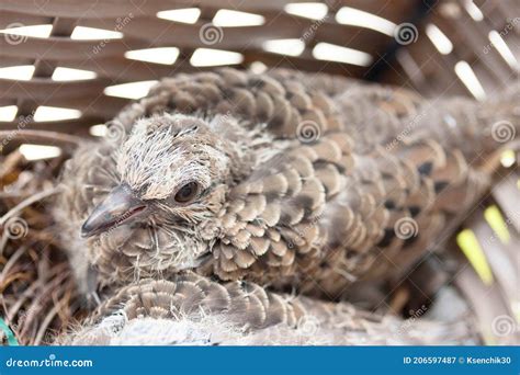 Baby Dove Bird is Sitting in the Nest in the Spring Time. Stock Image ...