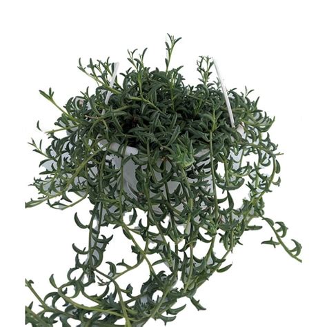 SALE - String of Dolphins Succulent - Senecio peregrinus - 6" Hanging Basket - Walmart.com ...