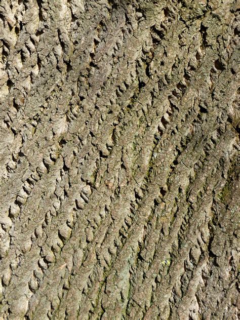 Tulip Tree Bark | ᚛Tilly Mint ᚜ | Flickr