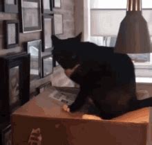 Cat Cat Box GIF - Cat Cat Box Cat Fun - Discover & Share GIFs