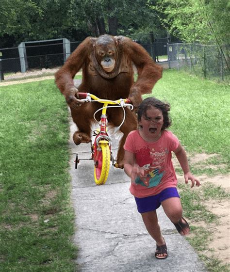 Orangutan on bike and Scared child : r/MemeTemplatesOfficial