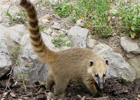 South American Coati Facts, Pictures, Video & Information