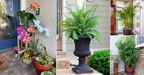 17 Best Plants for Front Door According to Various Cultures