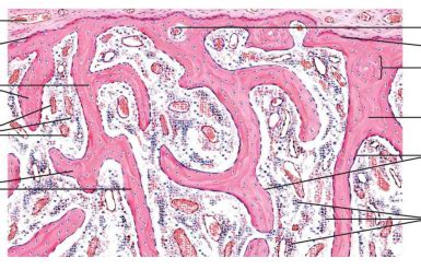 Spongy Bone Histology Diagram | Quizlet