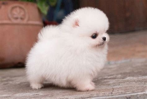 8 Photos Catel Pomeranian Toy Pret And View - Alqu Blog