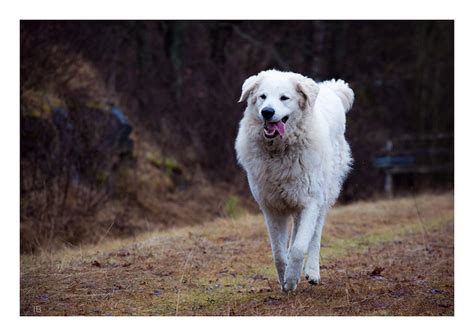 Hungarian Kuvasz Pictures and Informations - Dog-Breeds.com