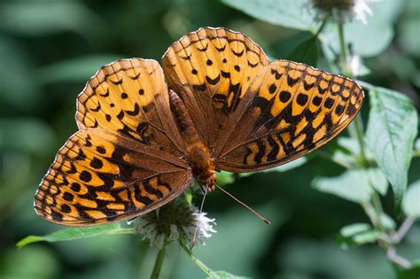 Great Spangled Fritillary - Alabama Butterfly Atlas