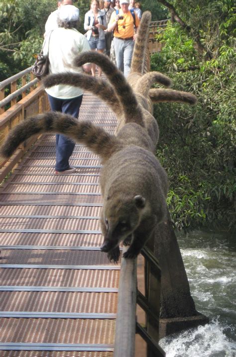 The Gill Family: Iguazu Falls - Wildlife