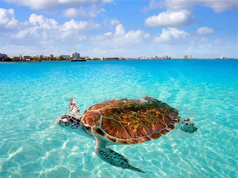 10 Best Private Tours in Cancun Mexico in 2024