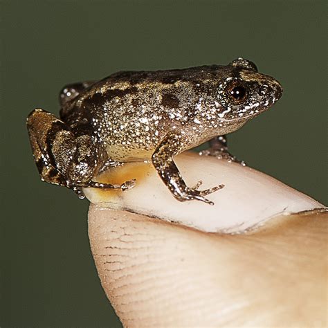 Four new frog species found in India - Cosmos Magazine