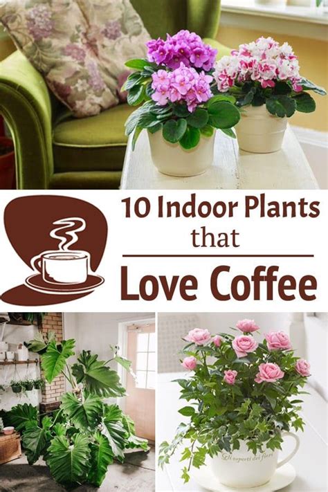 10 Indoor Plants That Love Coffee | Growing plants indoors, Indoor plants, House plant care