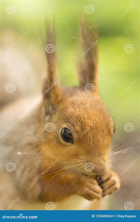 Red squirrel eats nuts stock image. Image of cute, brown - 123689653