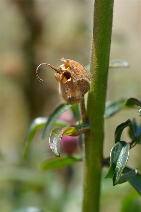 How to Harvest and Save Snapdragon Seeds - Decor Magazine