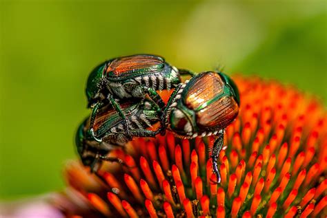 Japanese Beetles - Lewis Ginter Botanical Garden