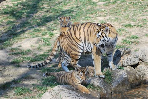 Mother Siberian Tiger and Cubs by NicamShilova on DeviantArt