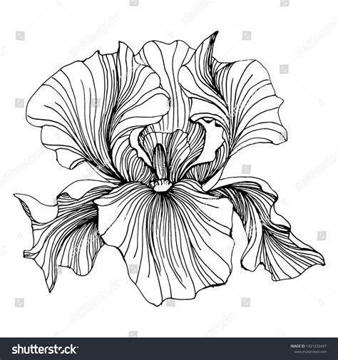 Iris Flower Floral Botanical Flower Isolated Stock Vector (Royalty Free) 1921232447 | Shutterstock