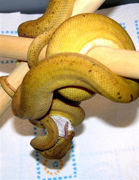 kingsnake.com photo gallery > Tree Boas > Yellow Amazon Tree Boa eating