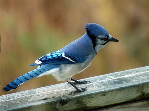 Blue Jay Facts – What Do Blue Jays Eat – Where Do Blue Jays Live ...