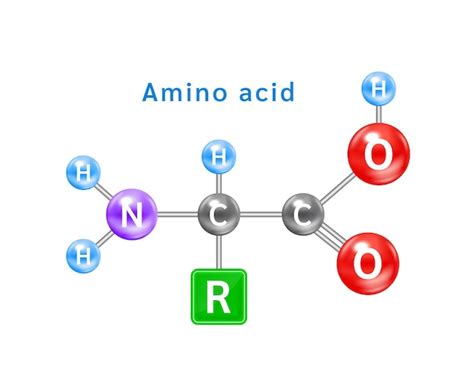 Premium Vector | Structure of an alpha amino acid symbol amino acid ...