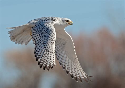 White Peregrine Falcon