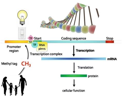 Fig. 10, [Simplified representation of epigenetic modification...]. - Handbook of Life Course ...