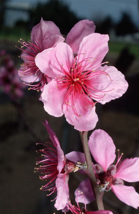 peach-blossoms - Delaware Pictures - Delaware - HISTORY.com