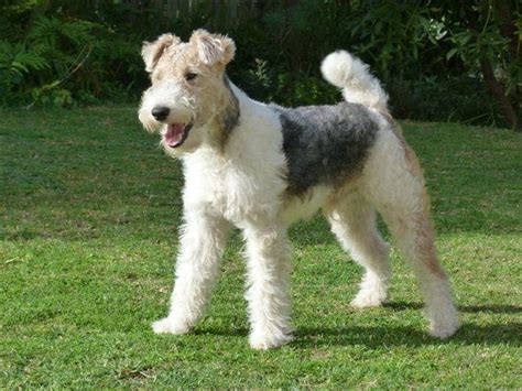 Wire Haired Terrier Puppies - Photos All Recommendation