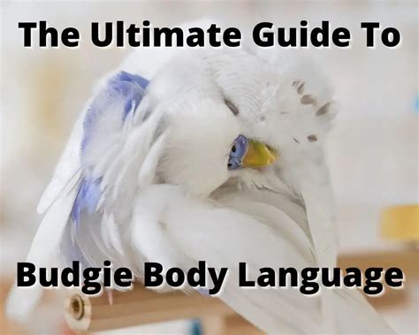 The Ultimate Guide to Budgie Body Language | English Budgie