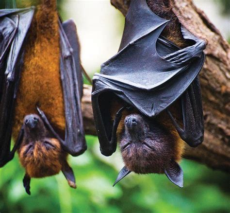 The largest of all bats, the gentle Golden-crowned Flying Fox dines only on fruit. During the ...