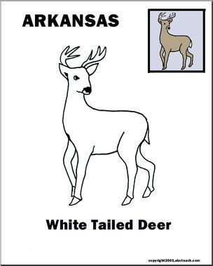 Arkansas: State Animal – White-tailed Deer – Abcteach