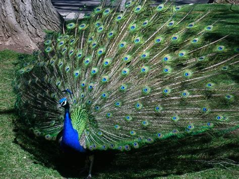 Pretty Peacock | Pets, Pretty, Peacock