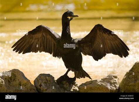 Shag Bird Silhouette Stock Photo - Alamy