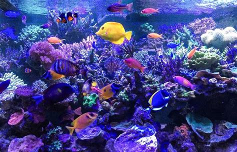 Saltwater aquarium fish species for beginners – reef aquascape designs