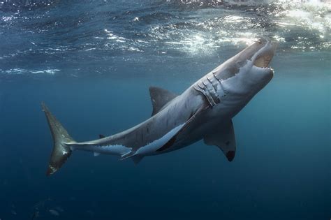 animals, Shark, Underwater, Great White Shark Wallpapers HD / Desktop and Mobile Backgrounds