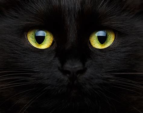 Download Eye Animal Cat HD Wallpaper