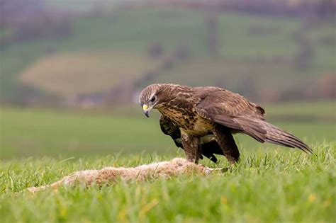 The Ups And Downs Of The UK Buzzard Population | Bird Spot