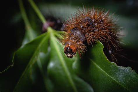 A hairy worm with the A7III and 90mm Macro : r/SonyAlpha