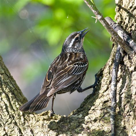 Red-Winged Blackbird (female) - Pentax User Photo Gallery