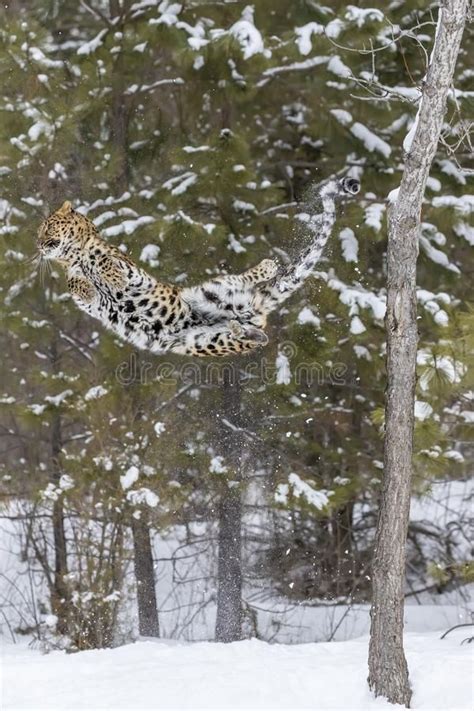 Amur Leopard In The Snow stock image. Image of nobody - 99678065 | Amur ...