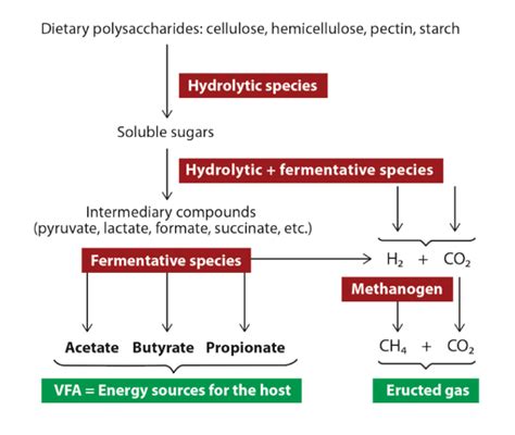 Ruminant Microbiota Insight: Part 2 – Rumen fermentation | Lallemand Animal Nutrition