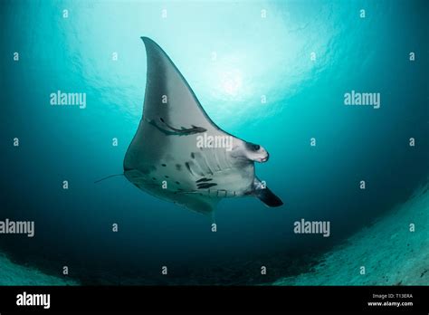 Scuba diving Raja Ampat Stock Photo - Alamy