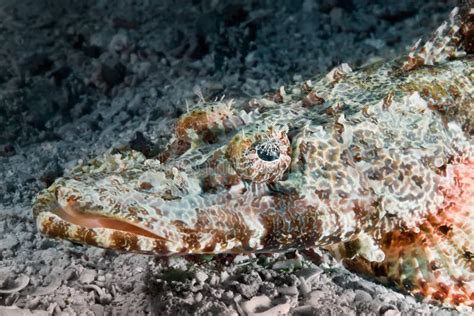 Head of the Crocodile Fish Close-up. Underwater Macro Photography Stock Image - Image of ...