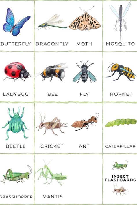 FREE Printable Insect Flashcards | Insect activities, Insects preschool ...